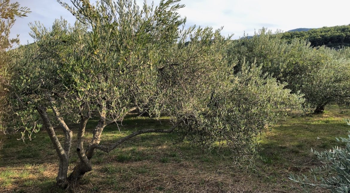 Land with olive trees for sale