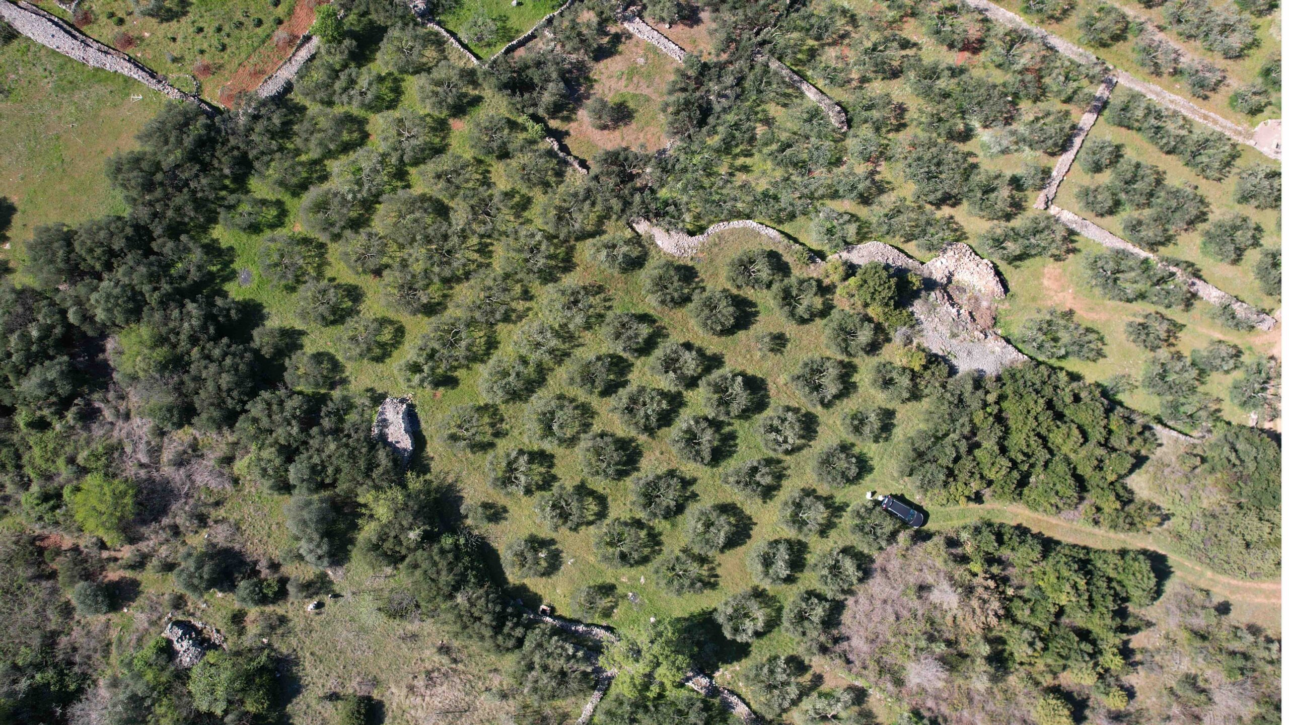 Land with olive trees for sale on Hvar Island
