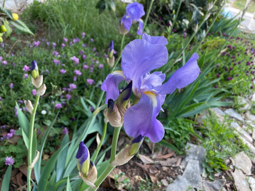 The national flower of Croatia
