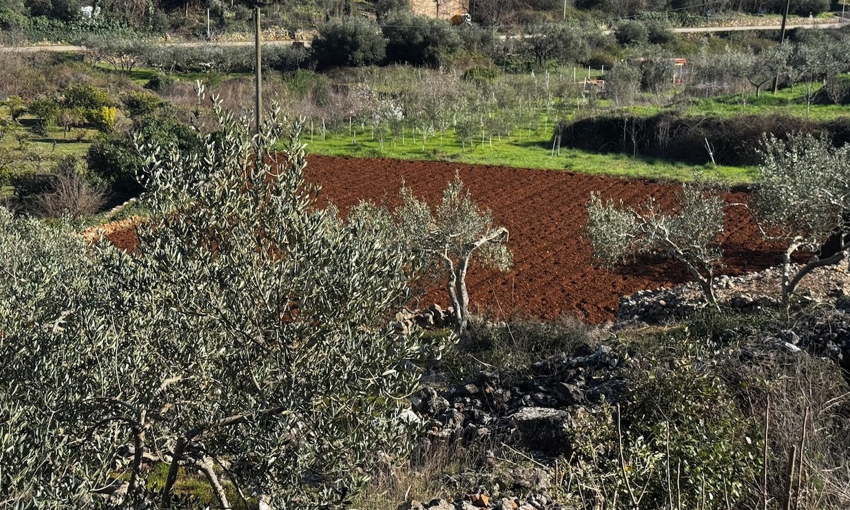 DOL17 – Plot condition and olive trees - IMG_3435